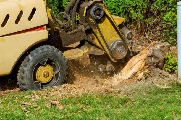 The Steps Involved in Our Tree Care Process in Bushyhead, OK